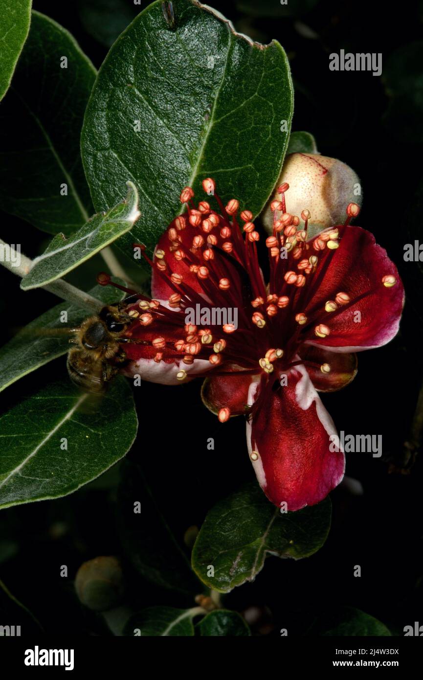 New Zealand Christmas Bush (Metrosideros Excelsa) usually flowers after