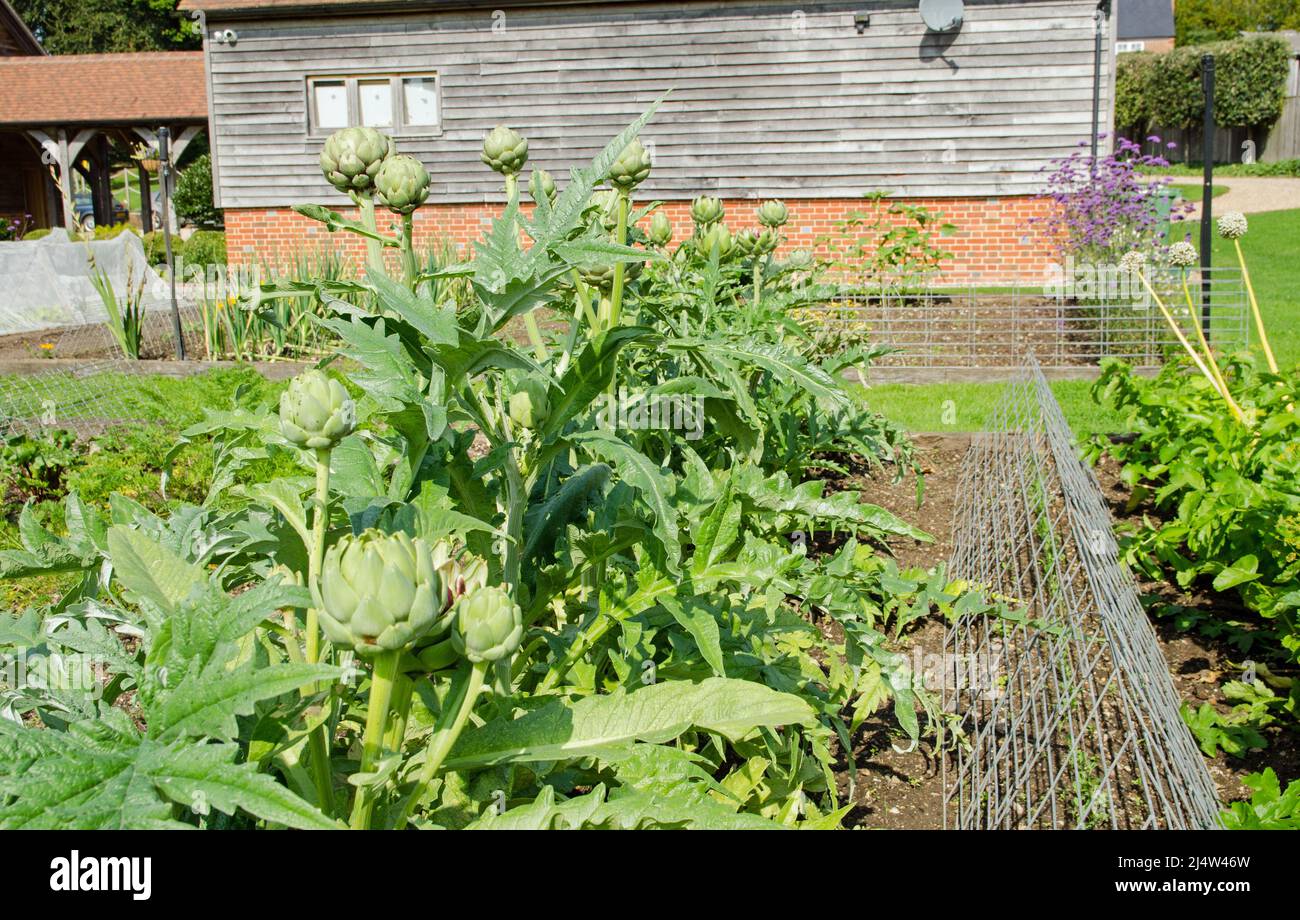 A vegetable garden in the late summer with globe artichokes growing despite the black fly crawling over them. Stock Photo