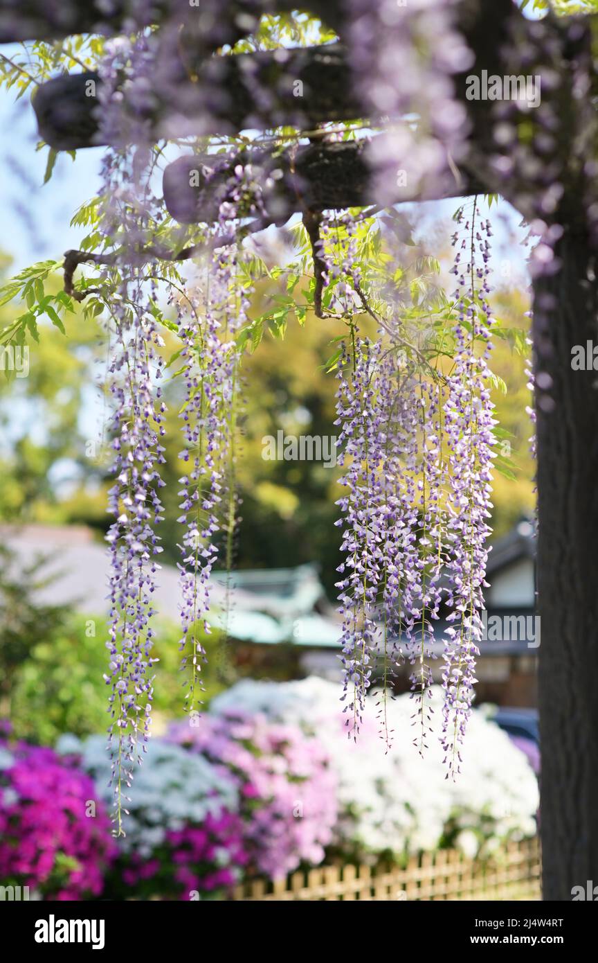 Wisteria flowers hanging down from a support structure. Flowers in the background. Springtime in a Japanese garden. Stock Photo