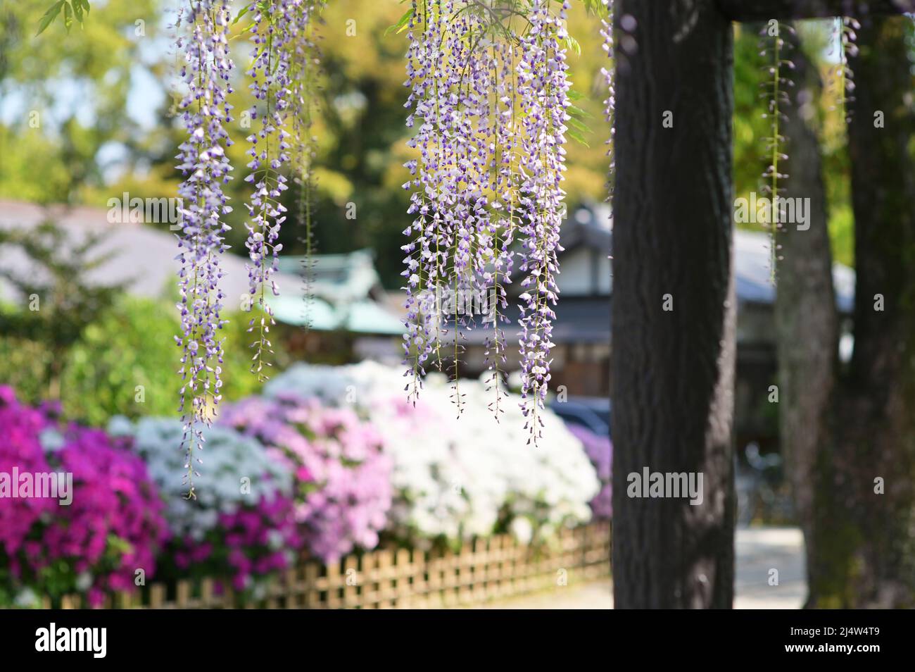 Wisteria flowers hanging down from a support structure. Flowers in the background. Springtime in a Japanese garden. Stock Photo