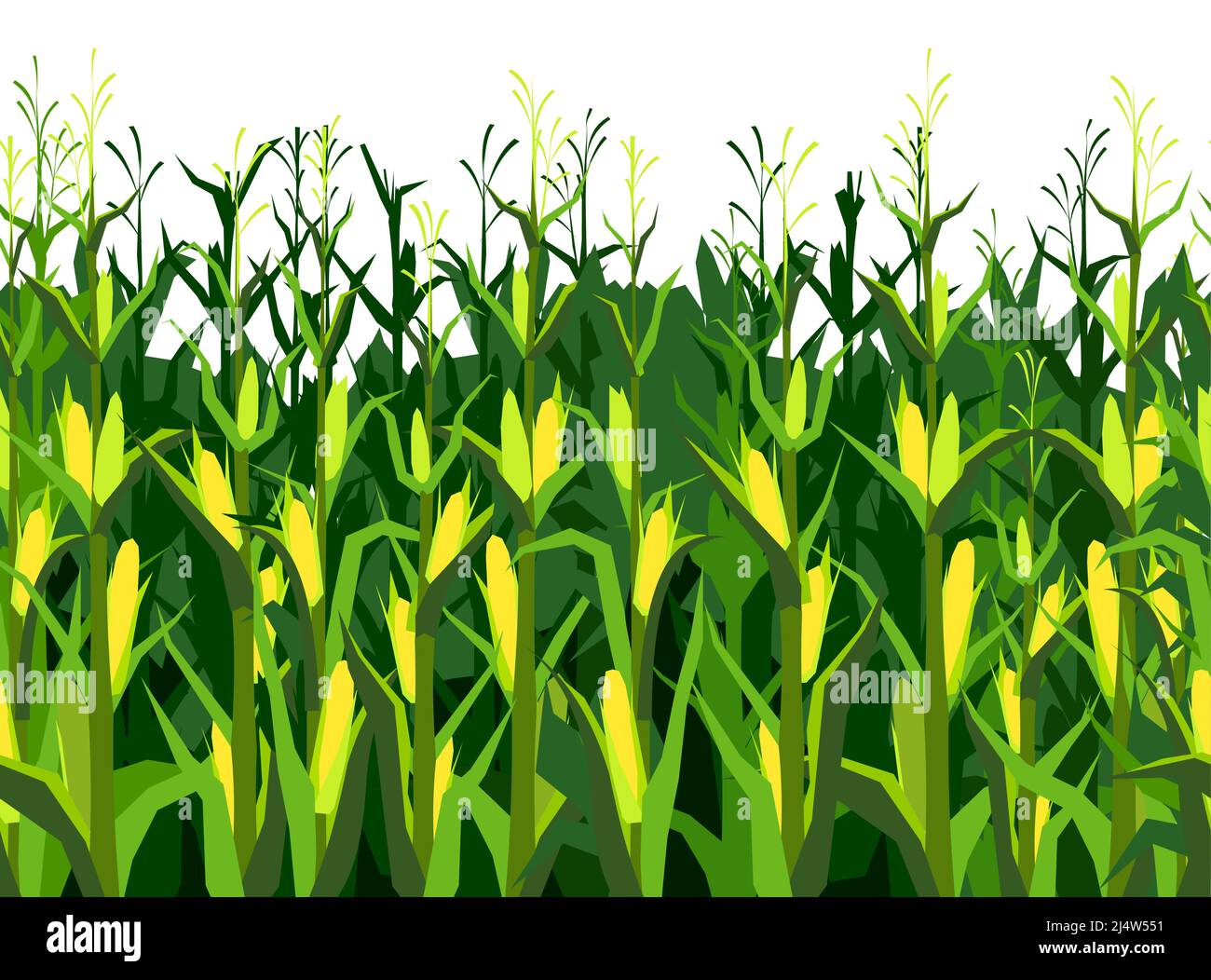 Corn grows in field. Harvest agricultural plant. Food product. Seamless  pattern. Farmer farm illustration. Object isolated white background. Rural  sum Stock Vector Image & Art - Alamy