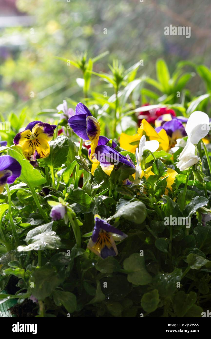 Viola and Sweet William flowering bedding plants. Growing indoors in