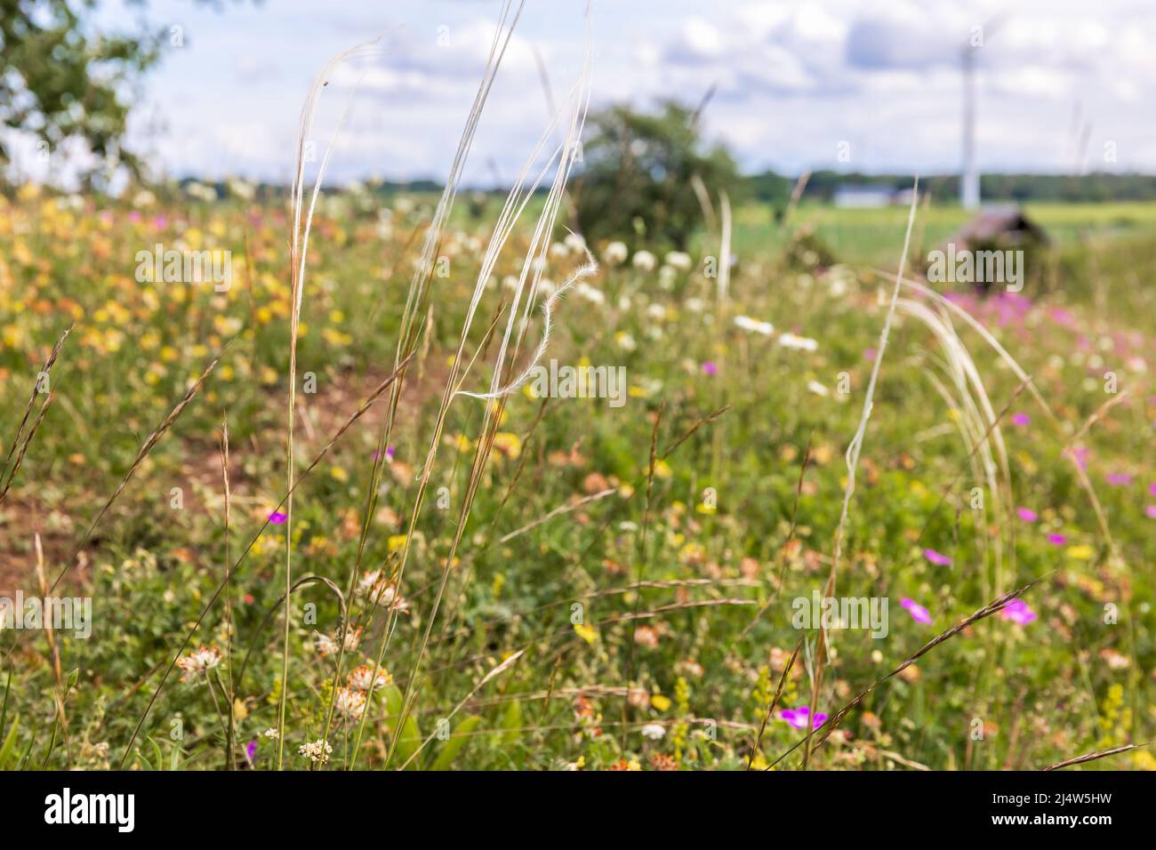 On green meadow swaying grass hi-res stock photography and images - Alamy