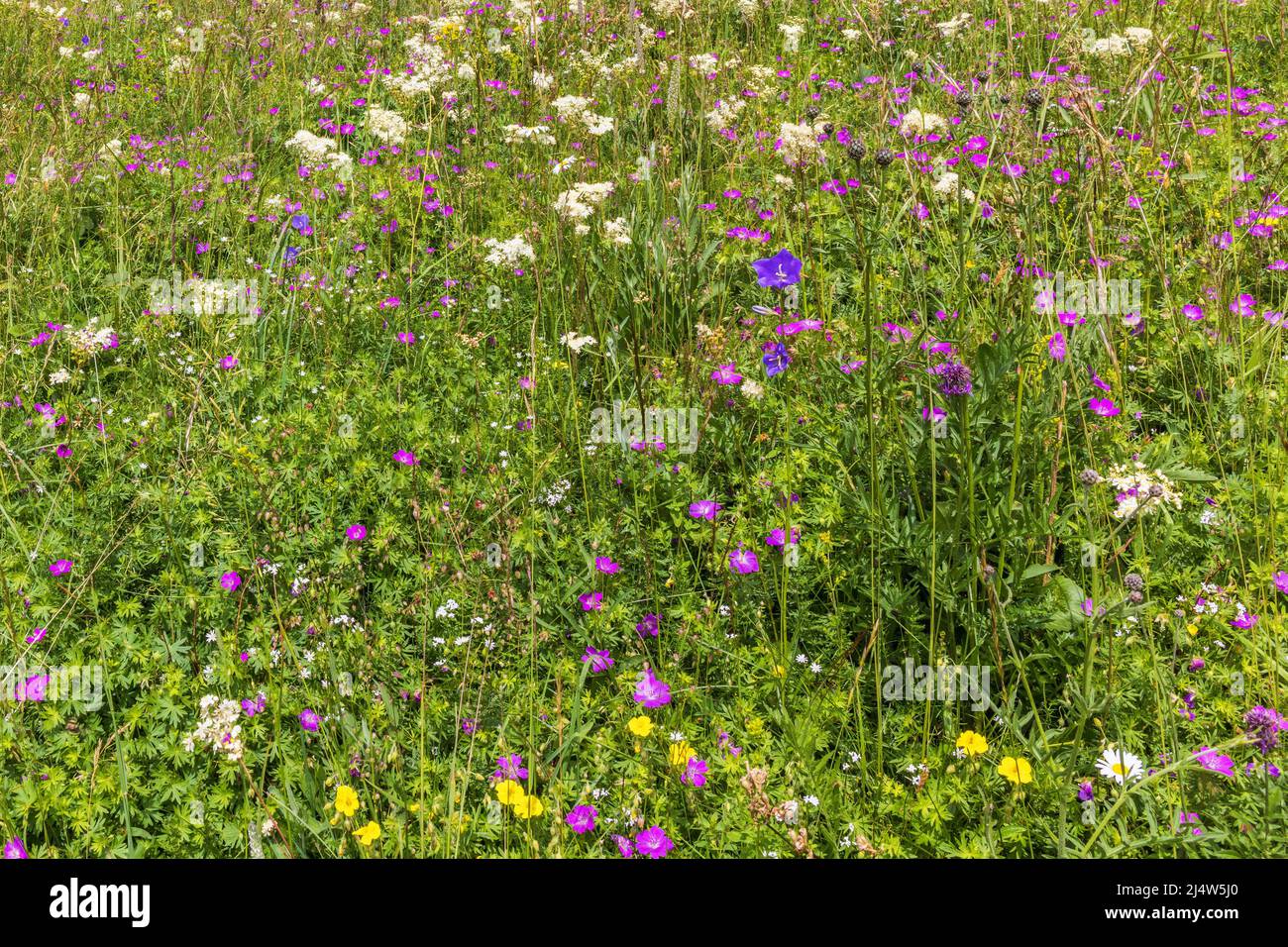 Bloody cranes bill wildflower hi-res stock photography and images - Alamy