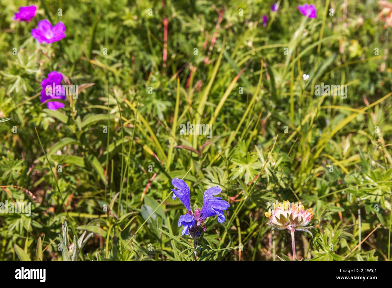 Northern dragonhead flower on a sunny meadow Stock Photo