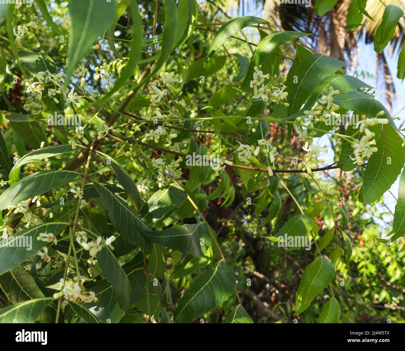 neem tree leaf's and neem tree flower(Scientific name Azadirachta