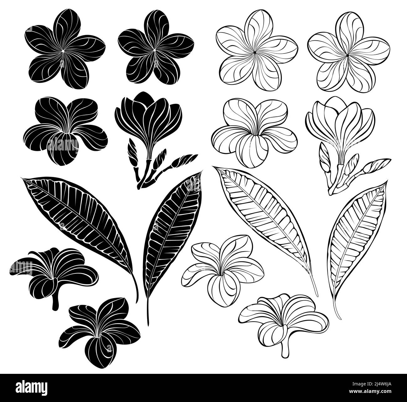 Set of artistically drawn, outline and silhouette plumeria flowers, buds and leaves on white background. Design elements. Stock Vector