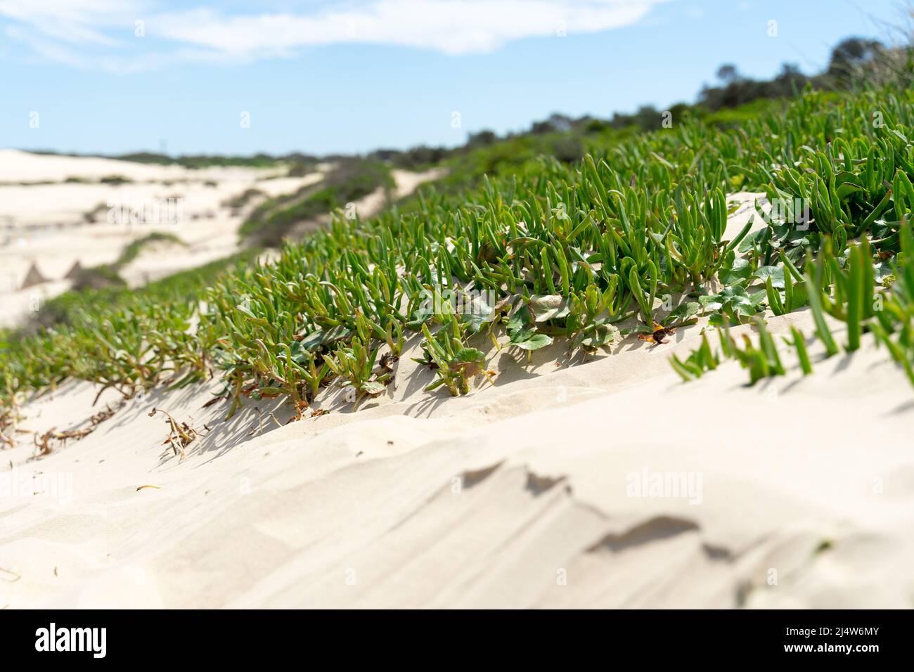 Sand Dunes Anna Bay, Australia Stock Photo Alamy