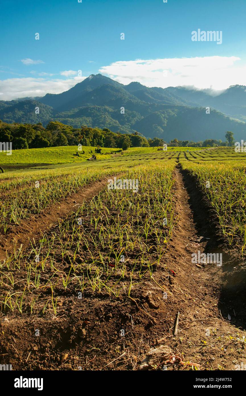 Farmlands and agricultural fields in the highlands of the Chiriqui province, Republic of Panama, Central America, Stock Photo