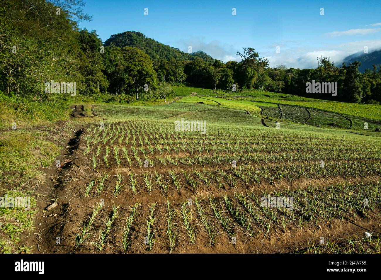 Farmlands and agricultural fields in the highlands of the Chiriqui province, Republic of Panama, Central America, Stock Photo