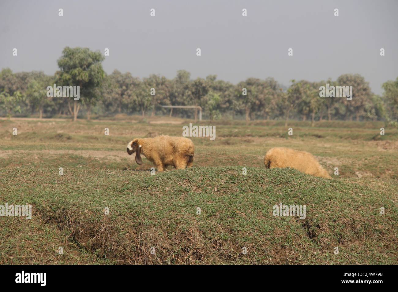 Original nature hi-res stock photography and images - Alamy