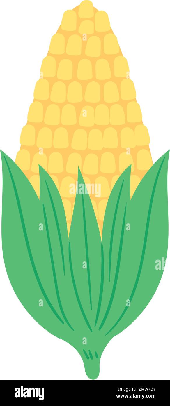 corn cob vegetable Stock Vector Image & Art - Alamy
