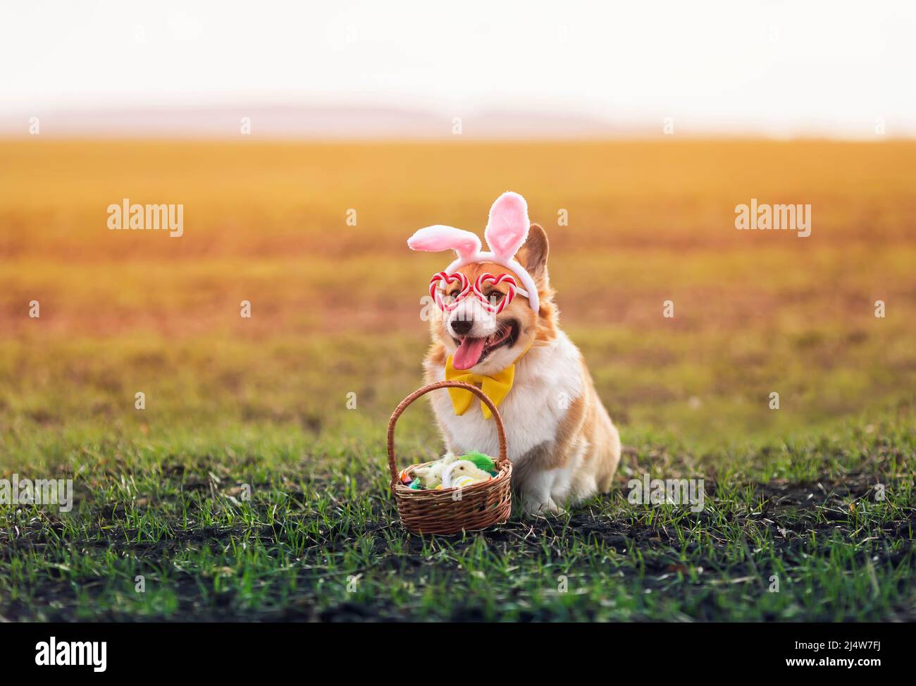 cute corgi dog puppy in rabbit ears and festive glasses with an Easter ...