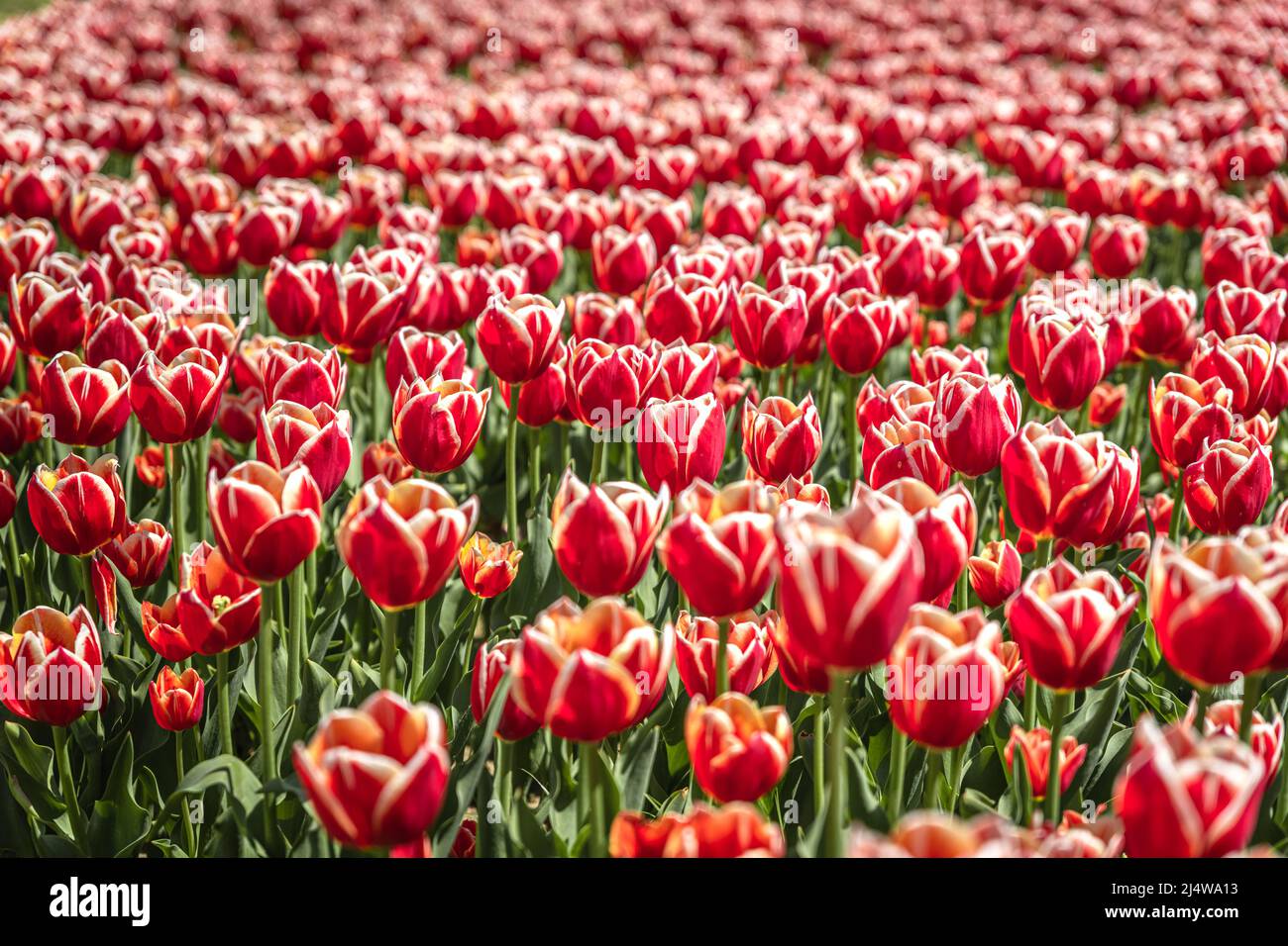 Beautiful park lots flowers hi-res stock photography and images - Alamy