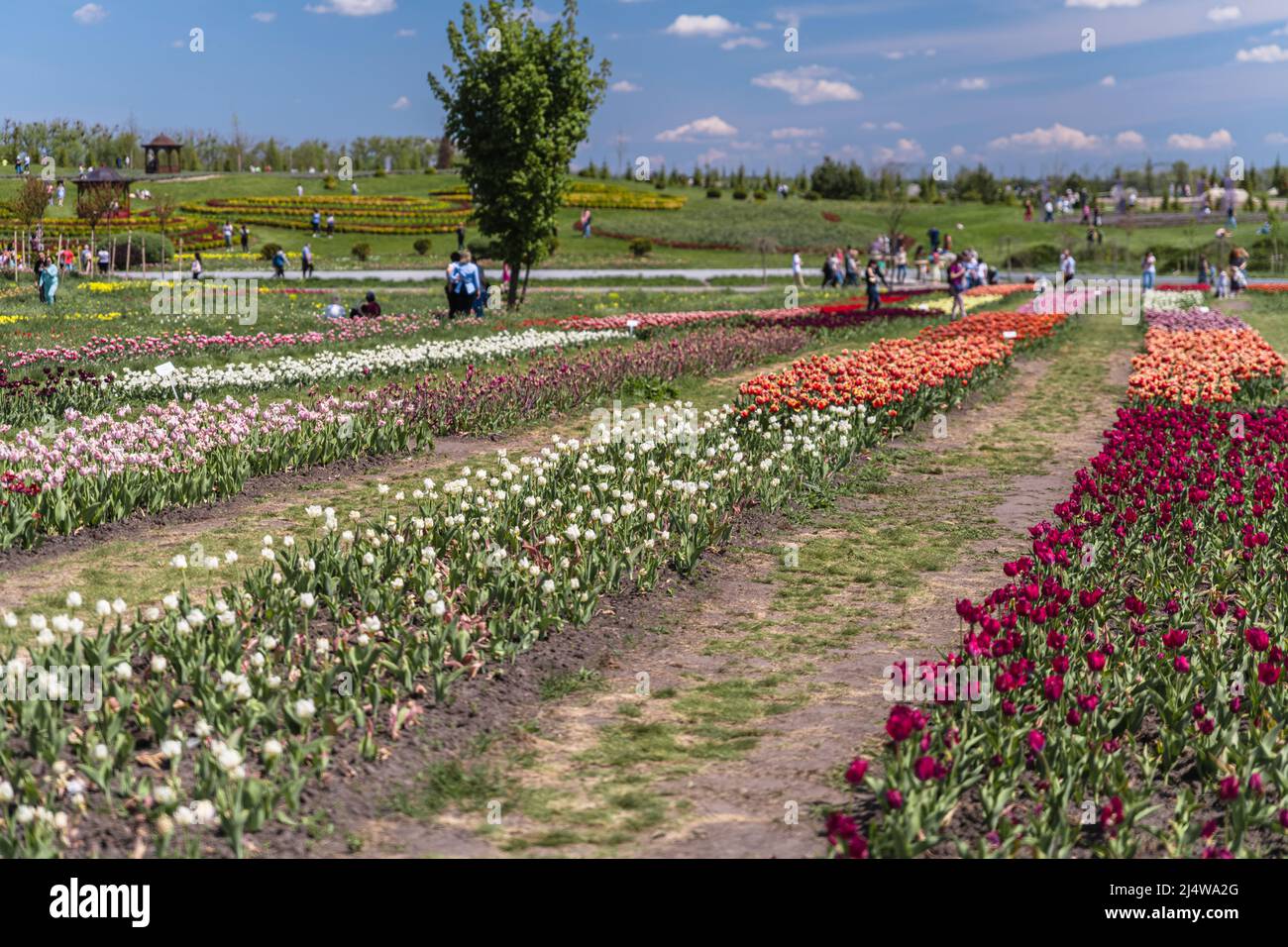 Beautiful park with a lots of flowers near the Kyiv, Ukraine Stock