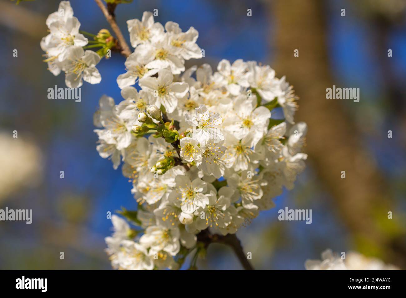 Cherry flower macro tree hi-res stock photography and images - Alamy