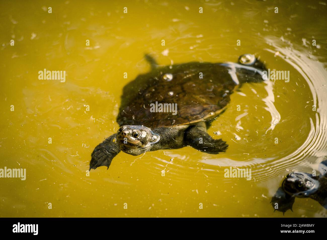 Australian freshwater turtle hires stock photography and images Alamy