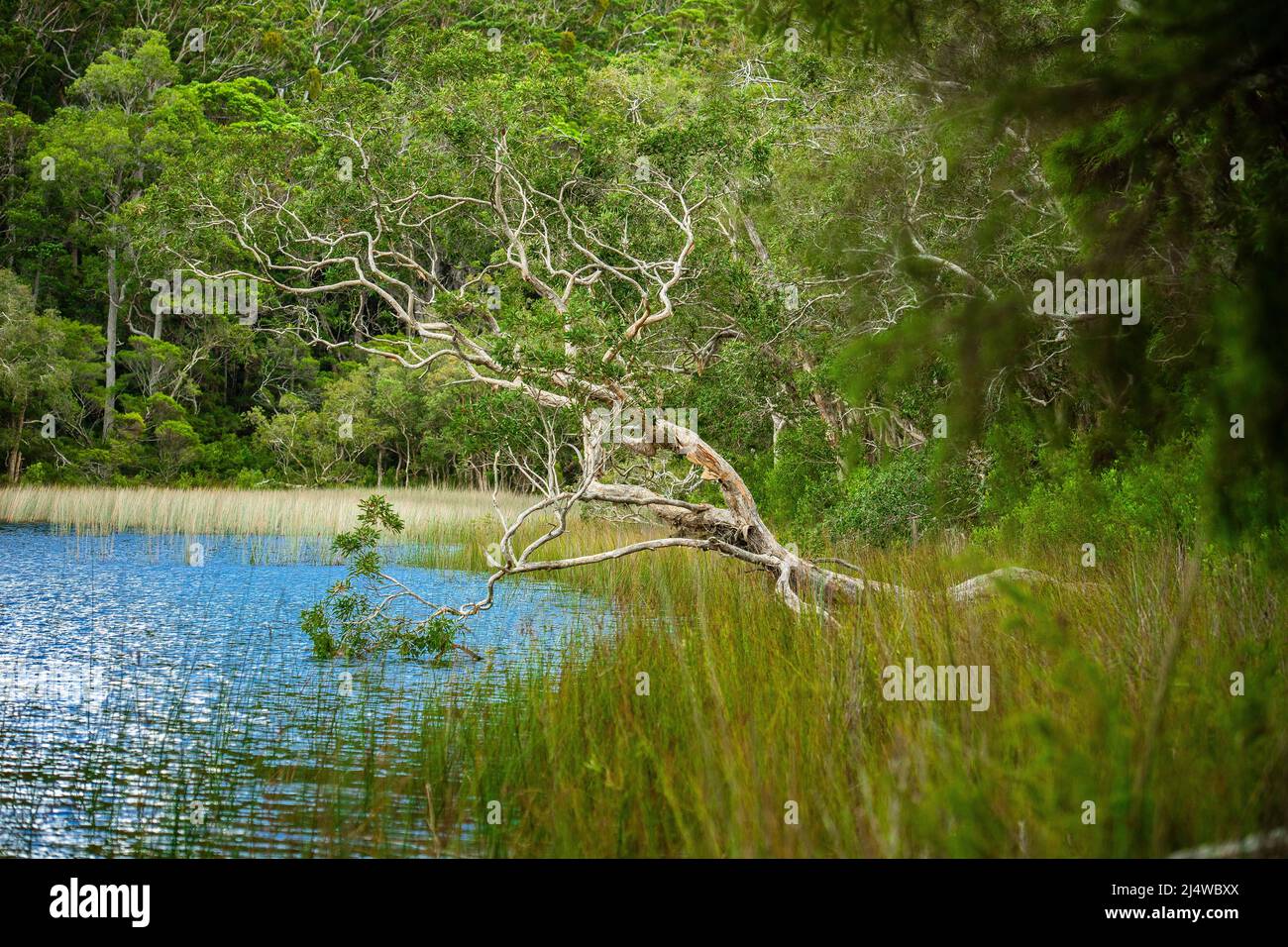 Lake Allom is a sightseers treasure, tucked in a forest of Melaleuca trees (paperbark),  Hoop Pines (Araucaria Cunninghamii), and sedges. Stock Photo