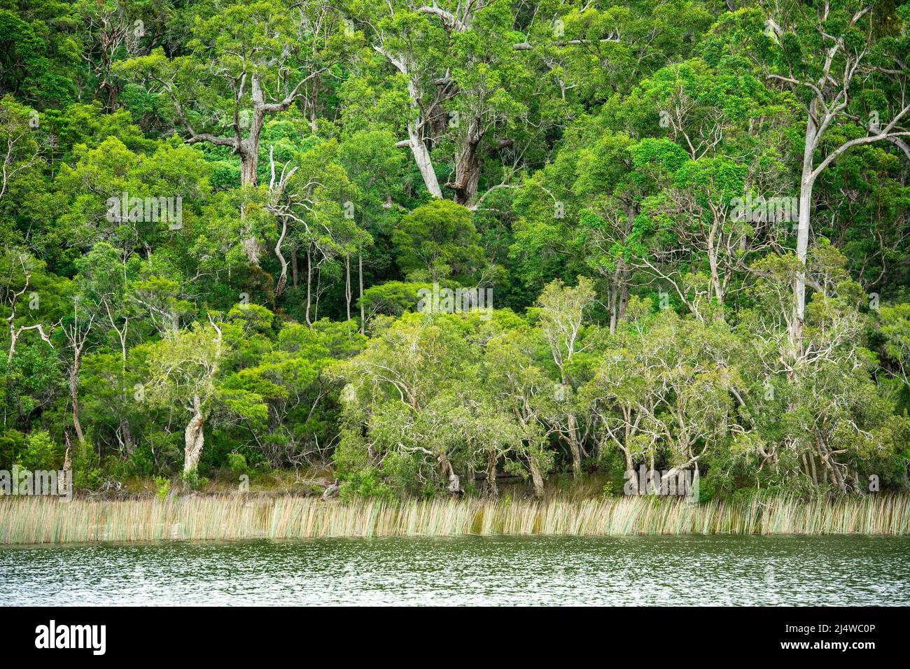 Lake Allom is a sightseers treasure, tucked in a forest of Melaleuca trees (paperbark), Hoop Pines (Araucaria Cunninghamii) and sedges. Stock Photo