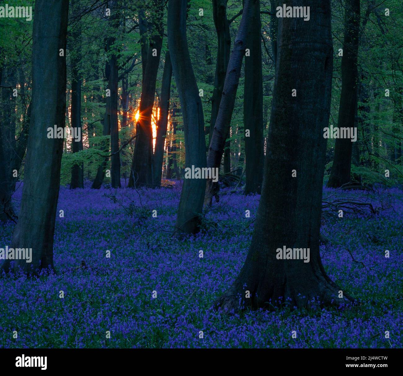 Flower forest sunrise hi-res stock photography and images - Alamy