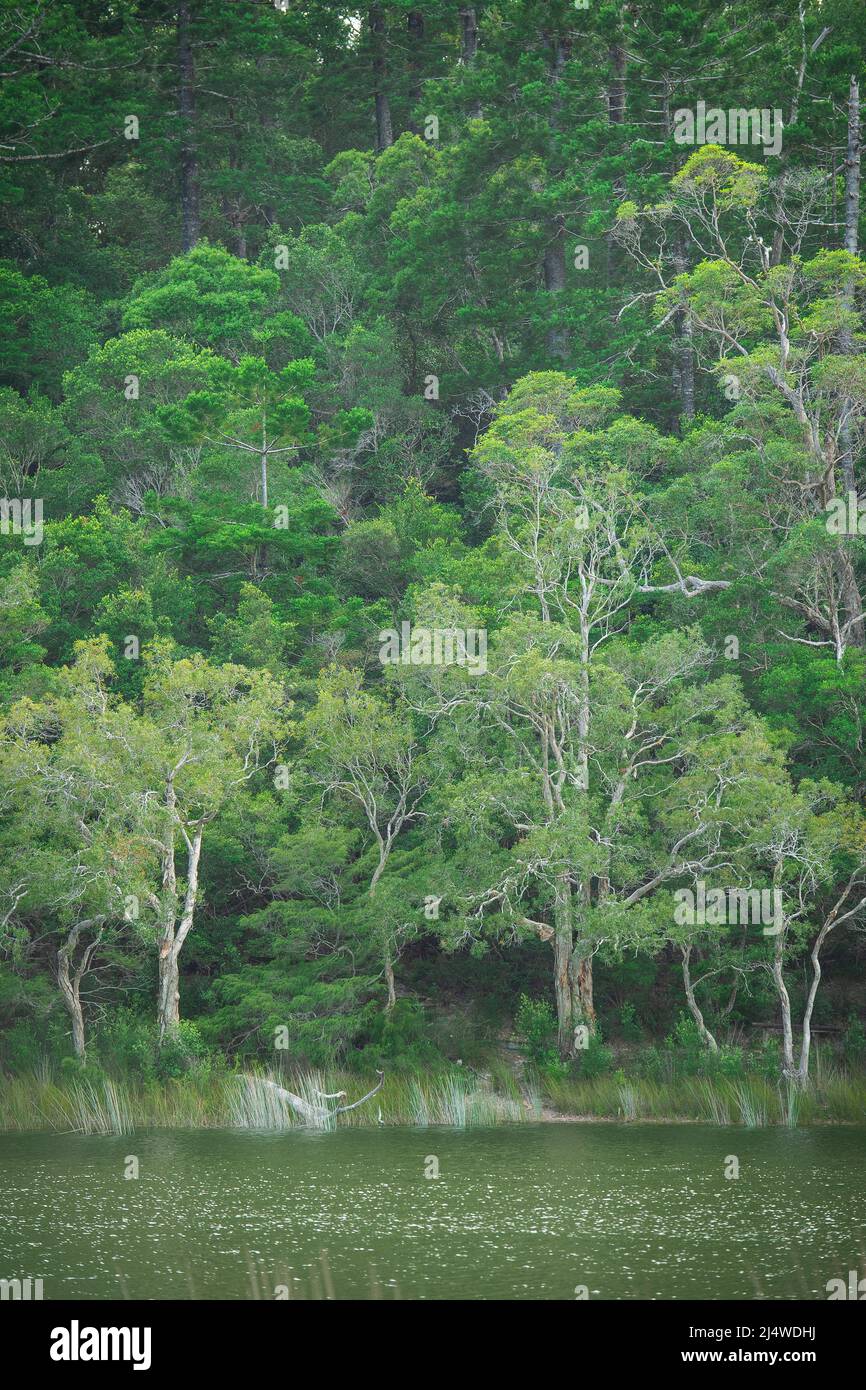 Lake Allom is a sightseers treasure, tucked in a forest of Melaleuca trees (paperbark) and Hoop Pines (Araucaria Cunninghamii). Fraser Island, QLD. Stock Photo