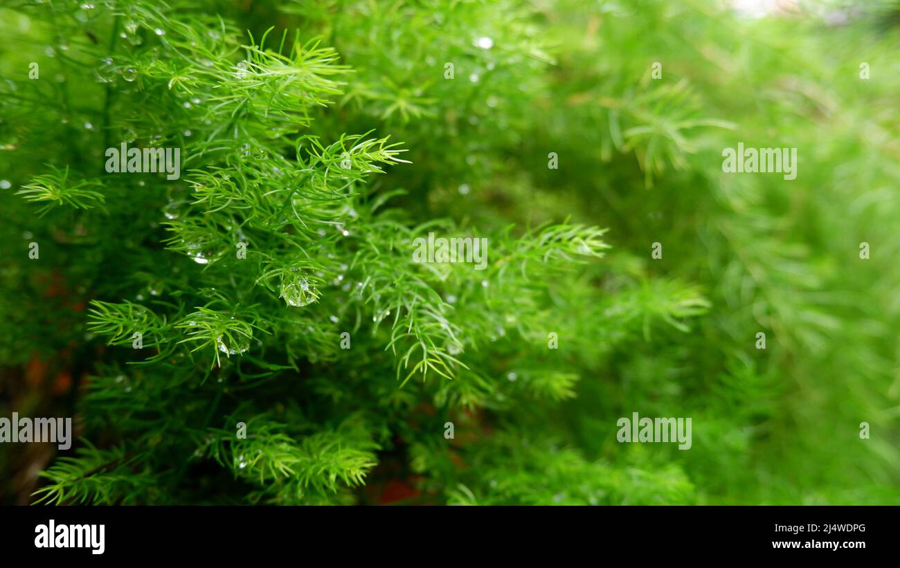 Fines herbs with a water remains and jus a few details. Stock Photo