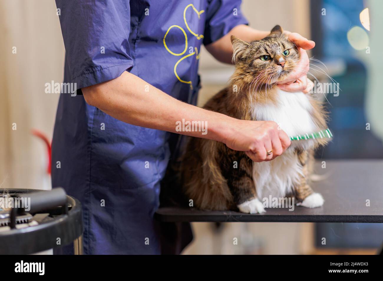 Grooming cat with tool for shedding hair. medicine, pet, animals