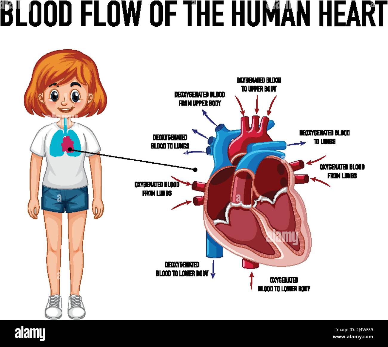 Diagram showing blood flow of human heart illustration Stock Vector ...
