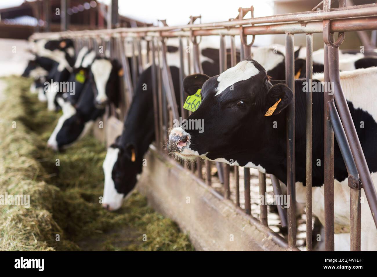 herd of cows in stall at dairy farm Stock Photo - Alamy