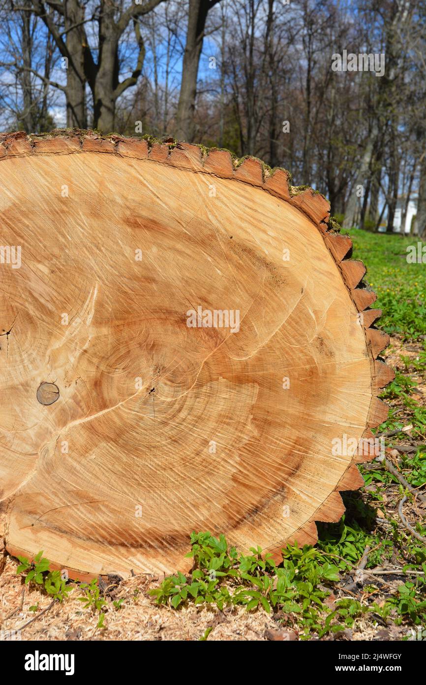 A closeup of a saw cut tree trunk with rings. A cut large tree trunk