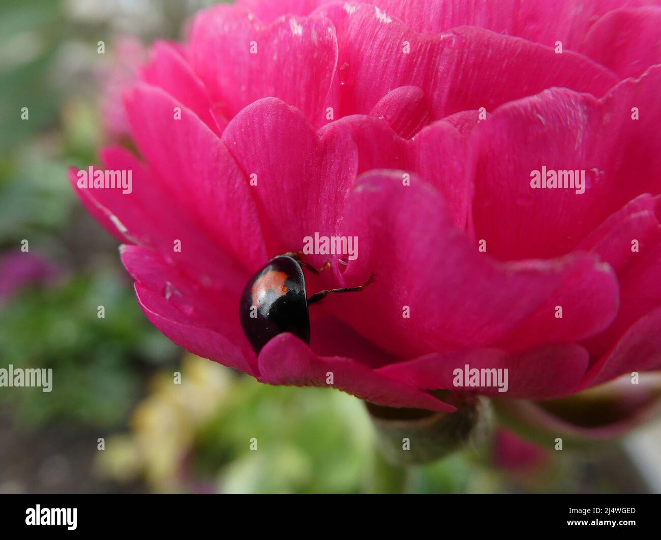 The beetle is a black and orange colored harmonia axyridis . The flower a pink-red ranunculus asiaticus Stock Photo