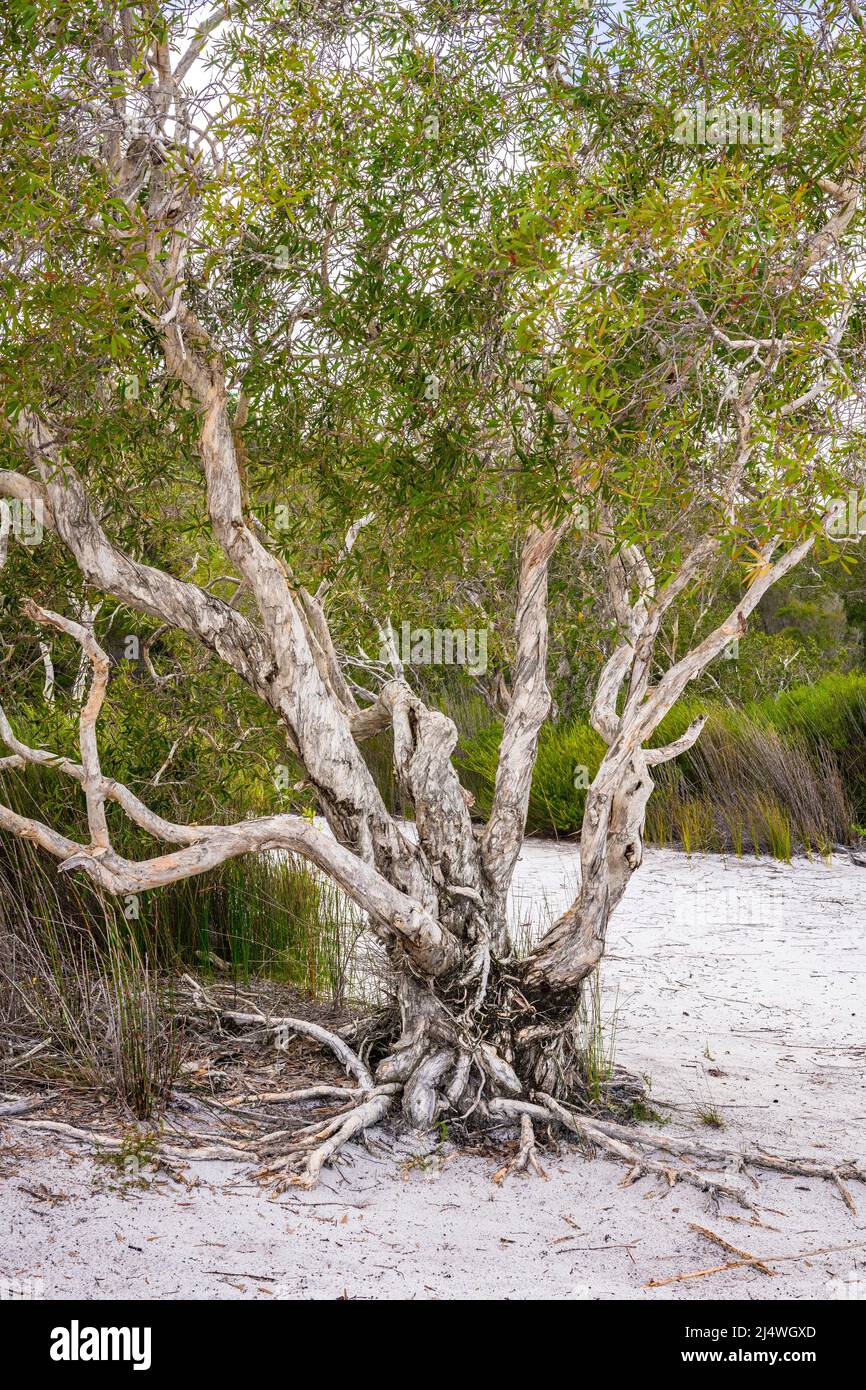 Paperbark trees (Melaleuca quinquenervia) on the bank of the stunning Lake Birabeen on Fraser Island, QLD, Australia. Stock Photo
