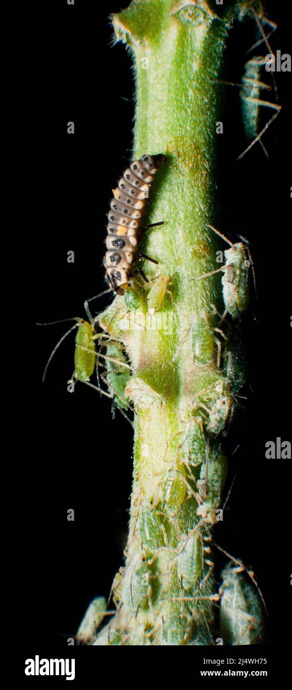 Ladybird larva feeding on aphids (greenfly) Stock Photo