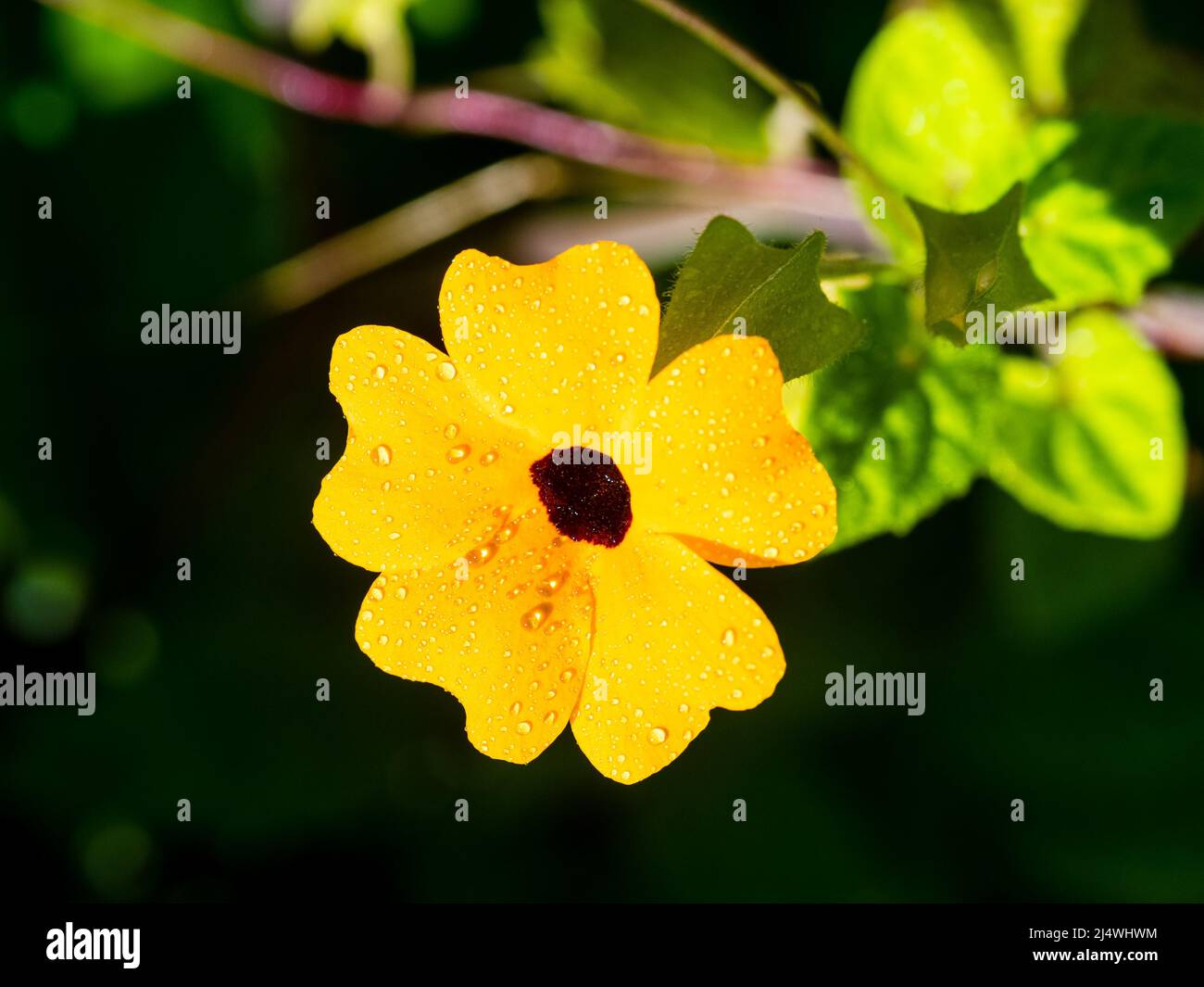 Blossom of blackeyed Susan vine Stock Photo Alamy