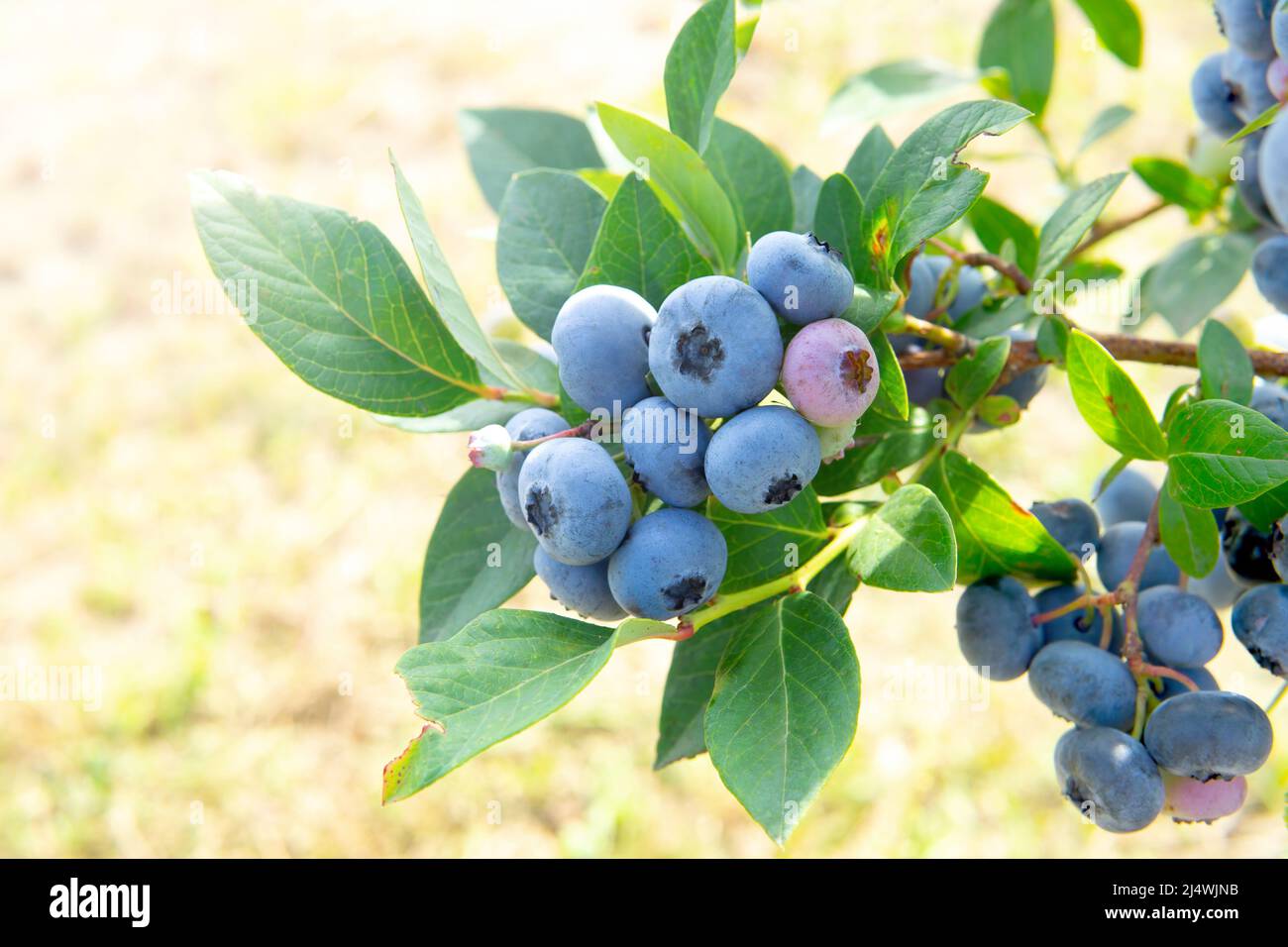 Not Ripe Blueberry Field Blueberry plantation field on hi-res stock photography and images - Alamy