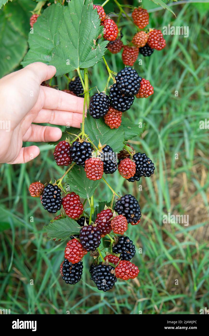 Blackberry bush close-up showing juvenile flowers, buds and Blackberry bush close-up showing juvenile flowers, buds and