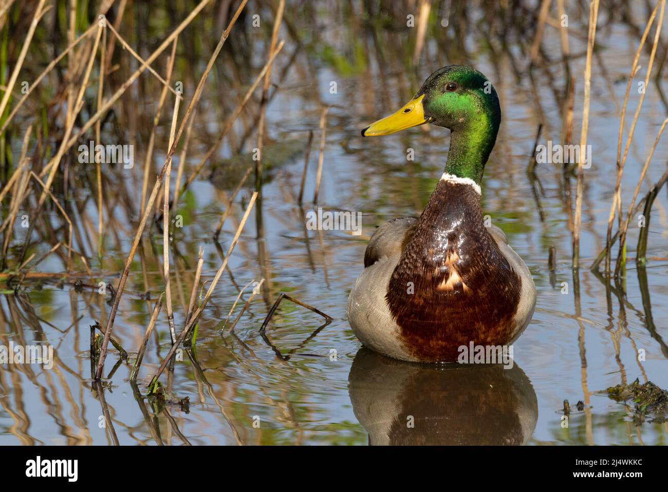 Mallard duck in reeds hi-res stock photography and images - Alamy
