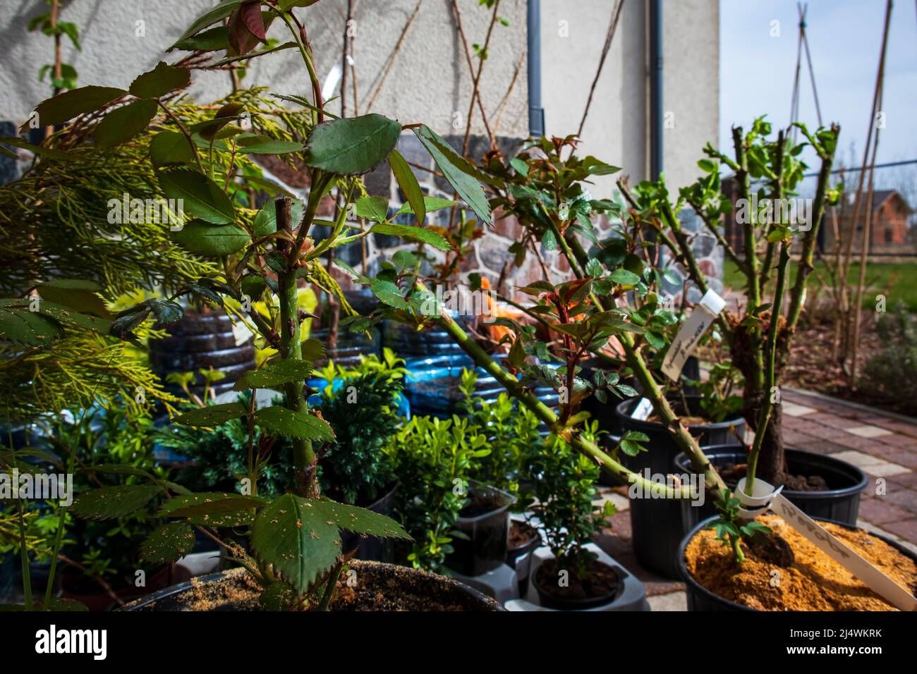 potted garden plants ready for planting, spring seedlings for the ...