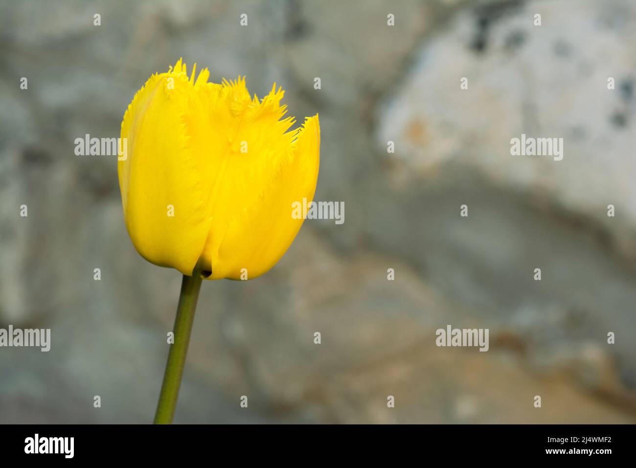 yellow tulip in close-up photo in front of a blurred stone wall Stock ...