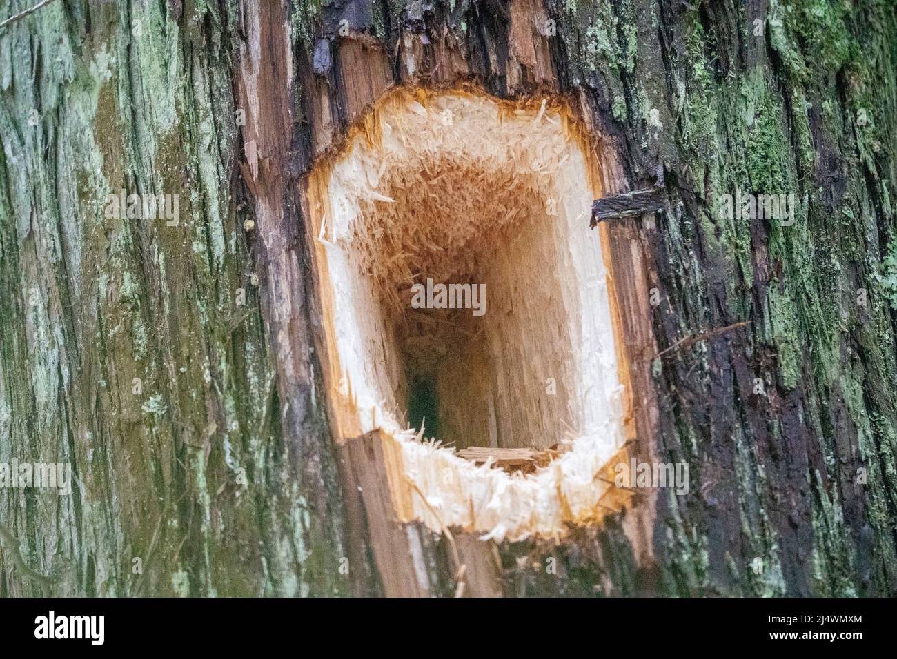 The Pileated Woodpecker is the largest woodpecker in north America and this is evidence of what they are capable of doing to a tree. Stock Photo