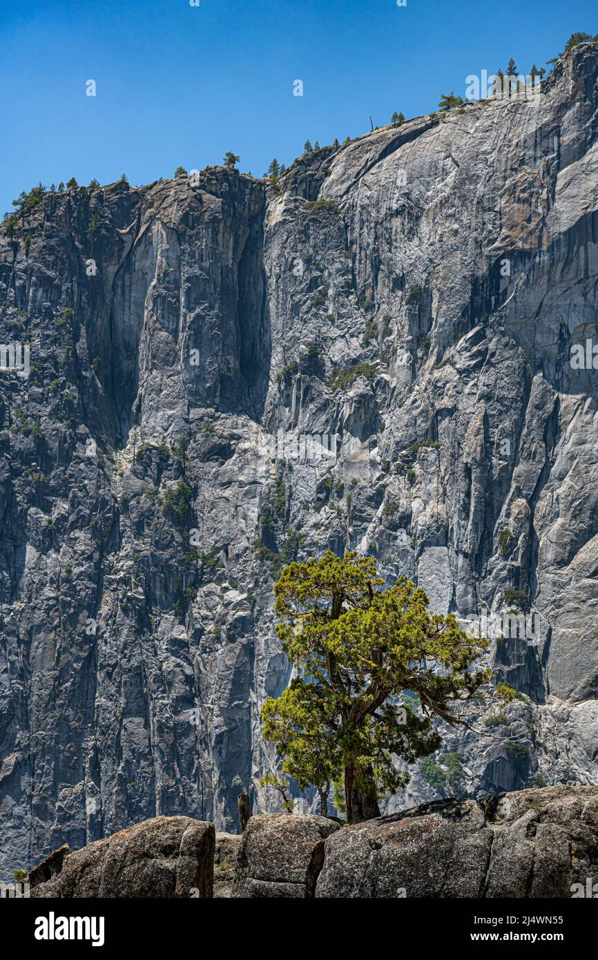 Lone tree high on a ridge, on the Upper Yosemite Falls Trail, in Yosemite National Park, near Merced, California. Stock Photo