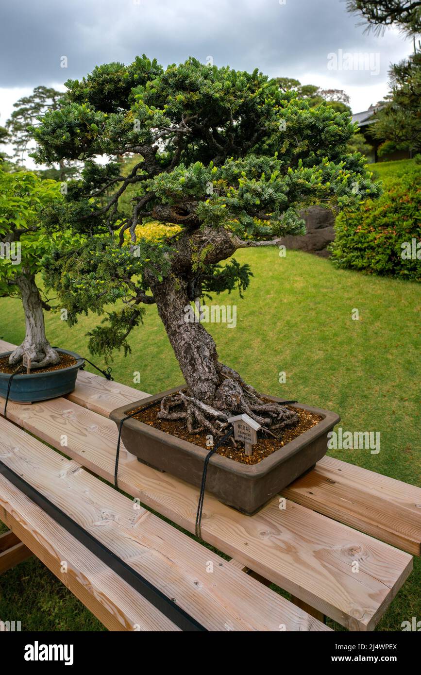 Tokyo, Japan - 05.13.2019: Very old bonsai trees on a wooden desk outdoors  in Happo-en garden on a cloudy day of spring. Hundreds of years old bonsai  Stock Photo - Alamy