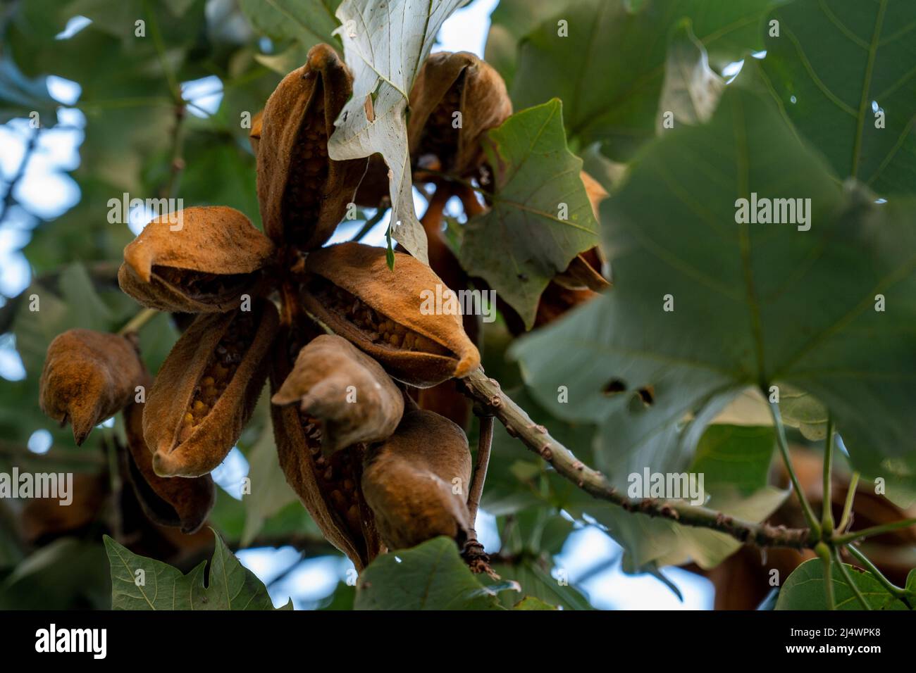 illawarra flame tree brachychiton acerifolius pods with seeds hanging