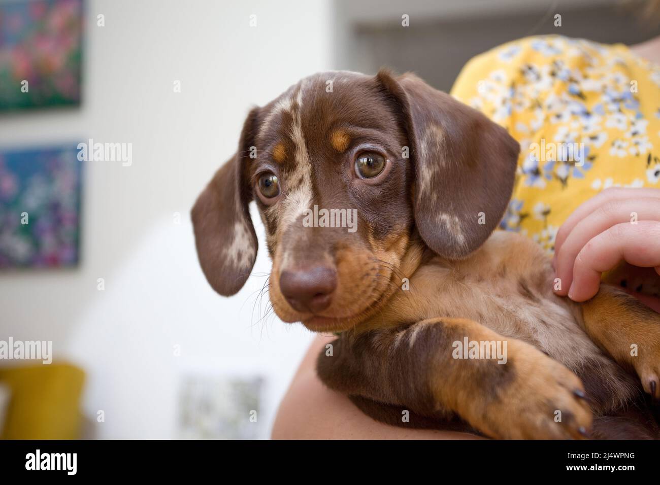 Dachshund puppy being held Stock Photo