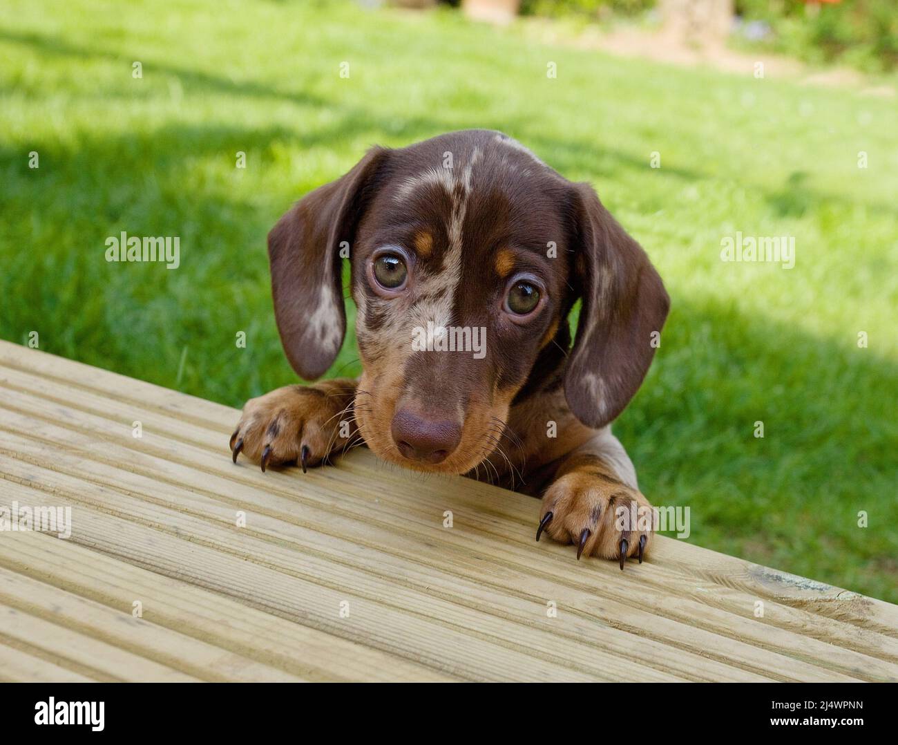 Dachshund puppy trying to climb onto decking Stock Photo