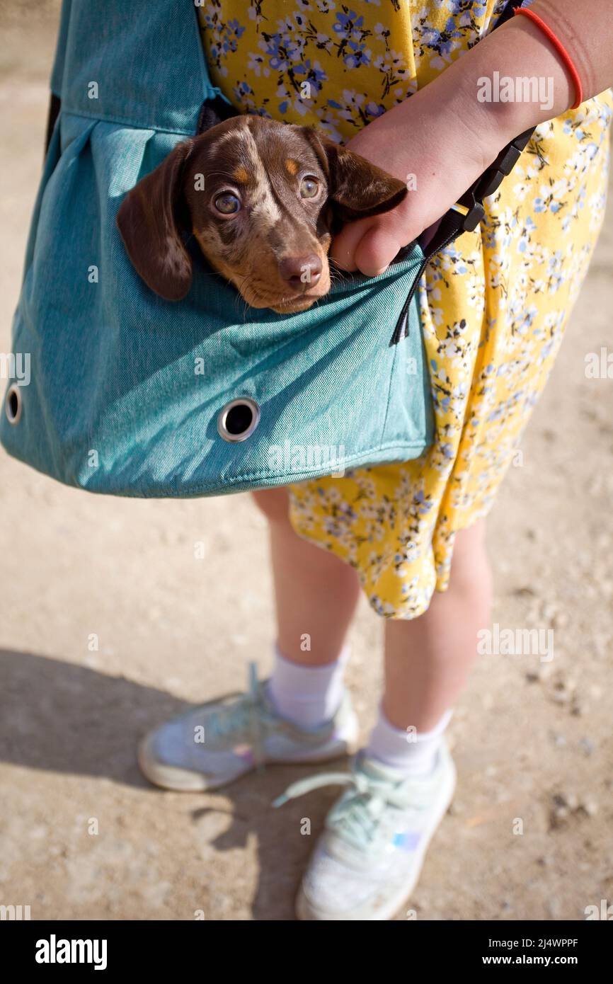 Dachshund puppy being carried in a dog bag Stock Photo