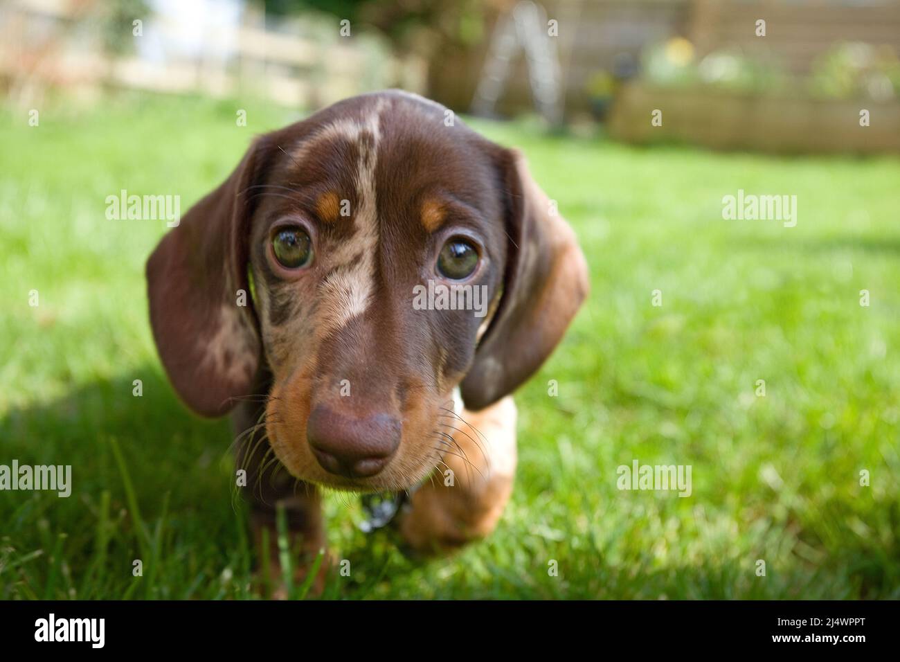 Dachshund puppy looking at camera Stock Photo