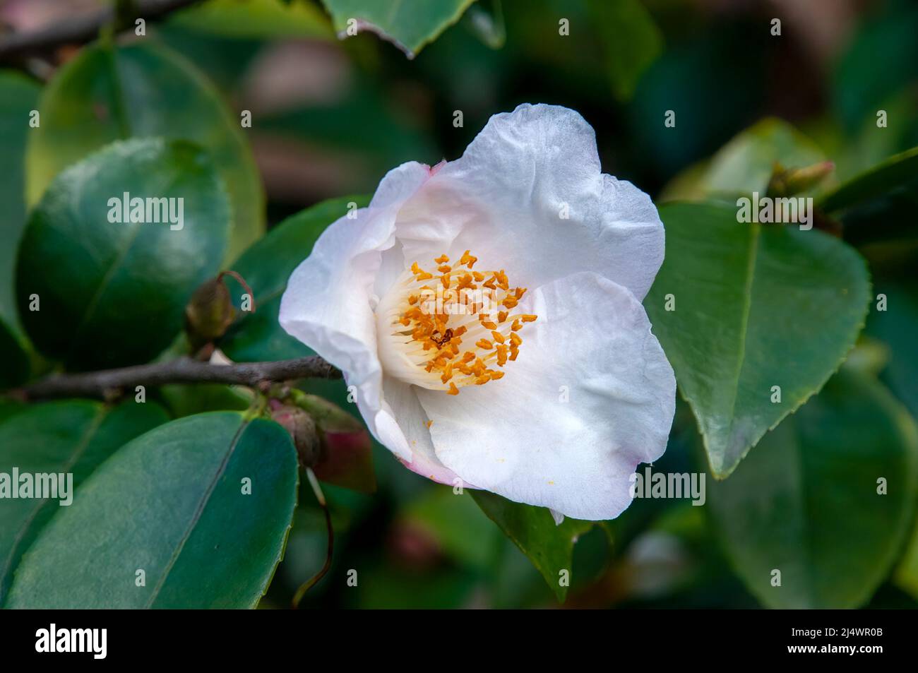 Sydney Australia, white camellia caudata flower with yellow centre Stock Photo