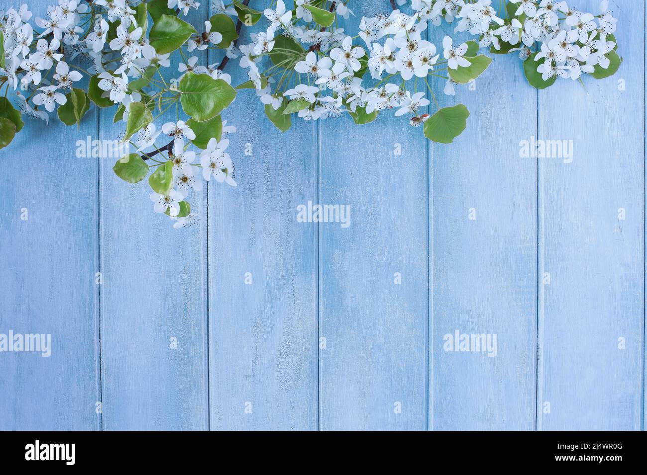 Beautiful spring tree blossoms against a peaceful blue rustic wooden background. Image shot from above in flat lay table top view. Stock Photo