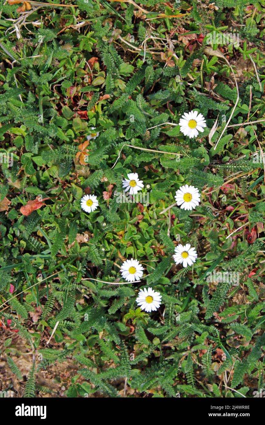 Blooming springtime's fields, daisy in the countryside near Zagreb, Croatia Stock Photo